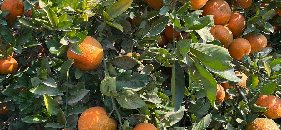 Fresh Helvetica mandarins on the tree