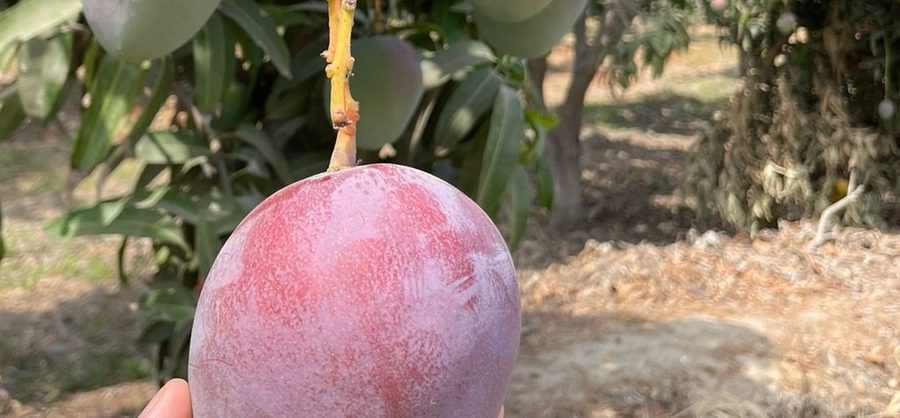 Fresh Helvetica mango, hand-picked from the orchard